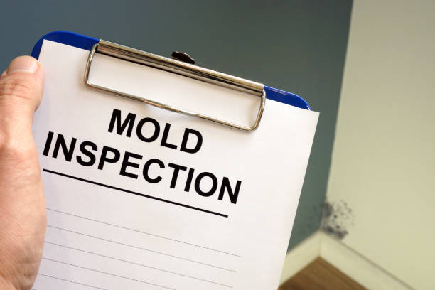 Why You Should Choose Our Mold Remediation Services in Valley Park, MO